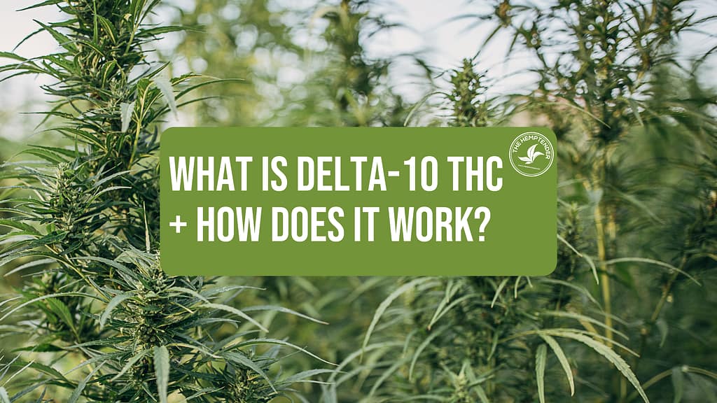 hemp plants in a field with text that says what is delta 10 thc and how does it work