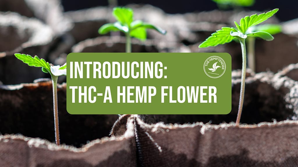 picture of little cannabis seedlings and text that reads introducing: thca hemp flower