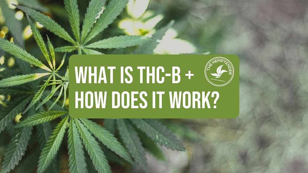 A close up photo of a hemp plant on a green background with text that reads "What is THC-B + How Does it Work?"
