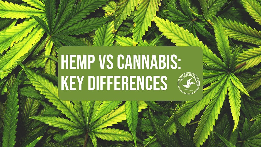 text that reads "hemp vs cannabis: Key differences" on a background of hemp leaves