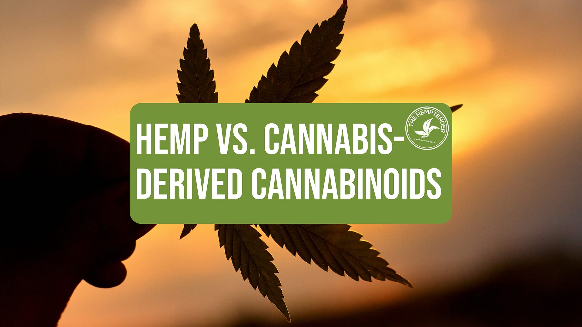 hemp-derived cannabinoids vs. marijuana-derived cannabinoids by The Hemptender