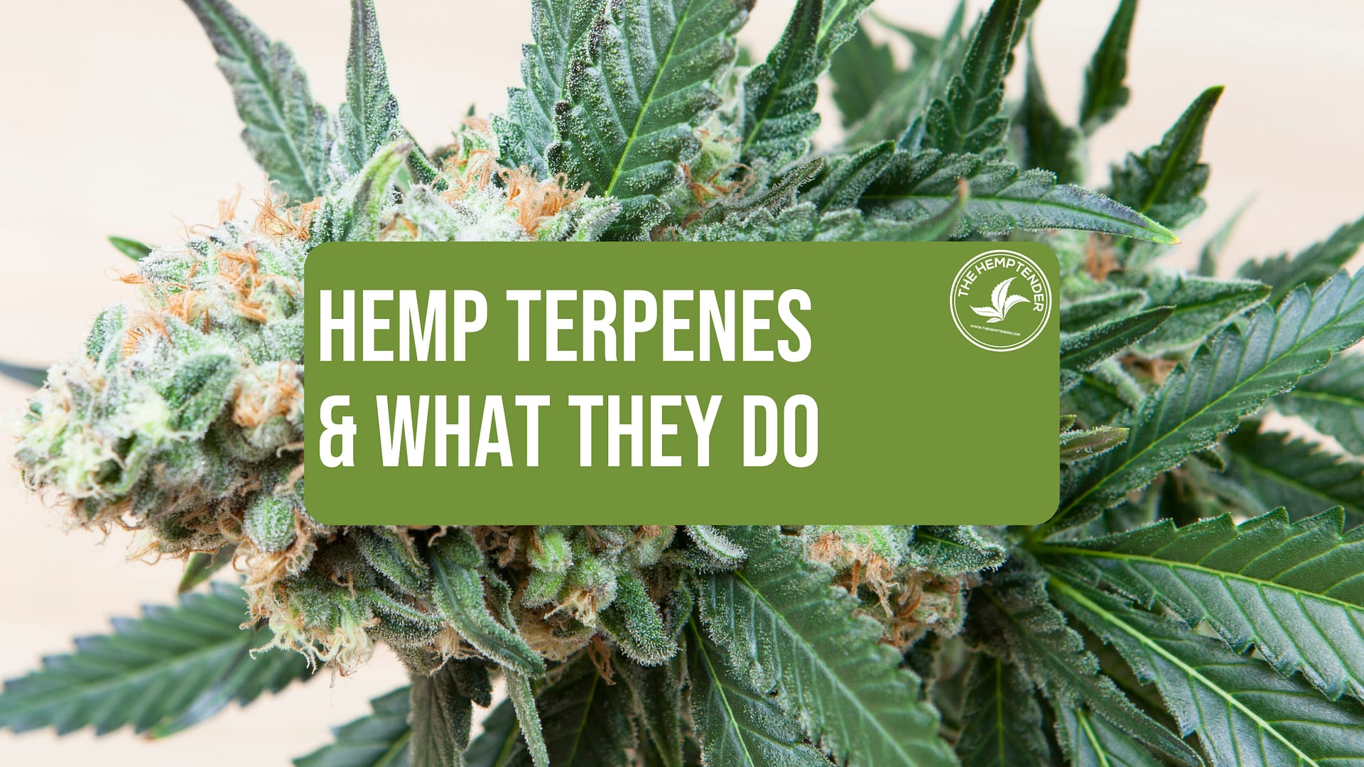 Hemp terpenes and what they do by The Hemptender
