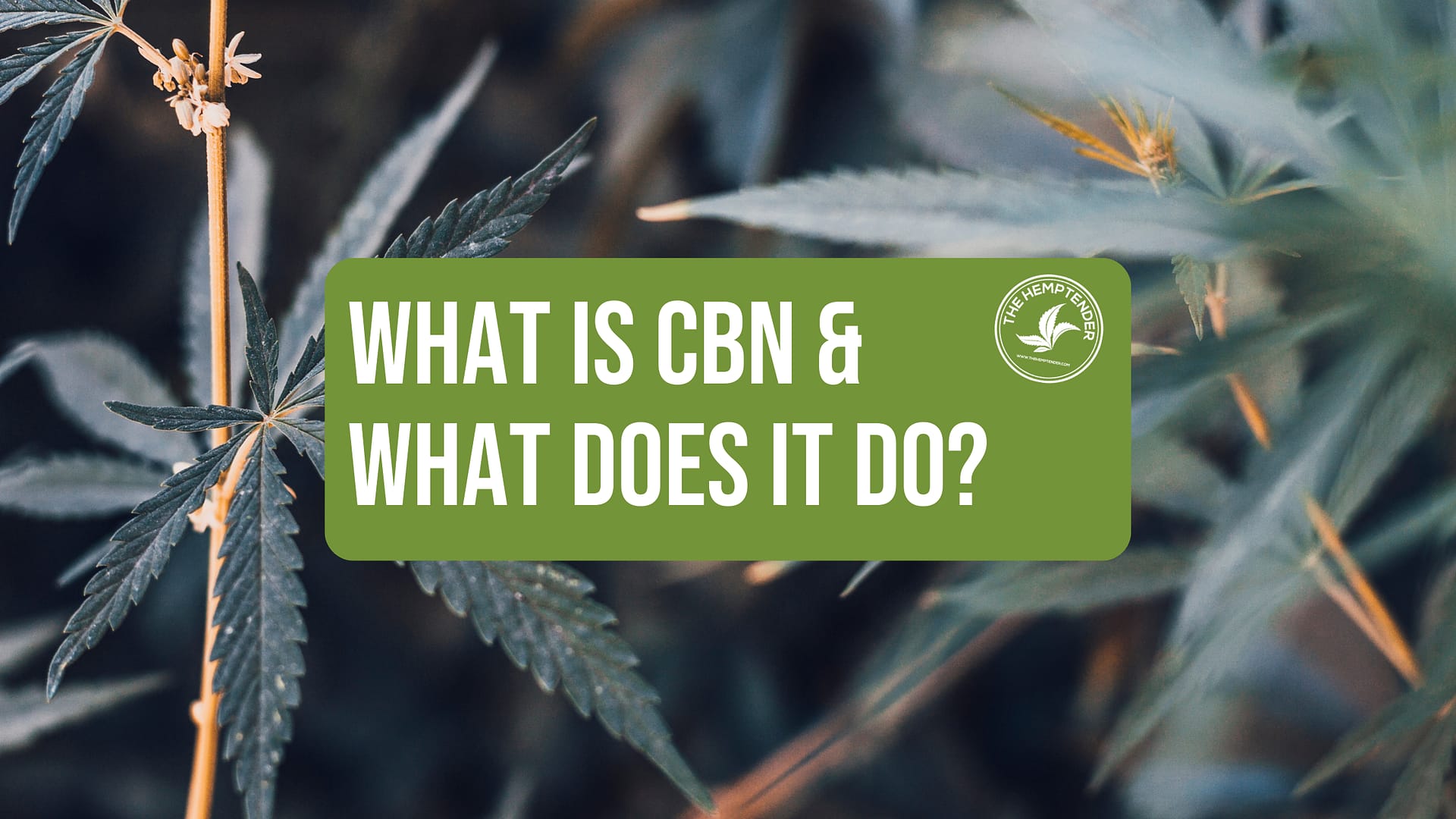 What is CBN and what does it do blog cover image with a hemp plant background