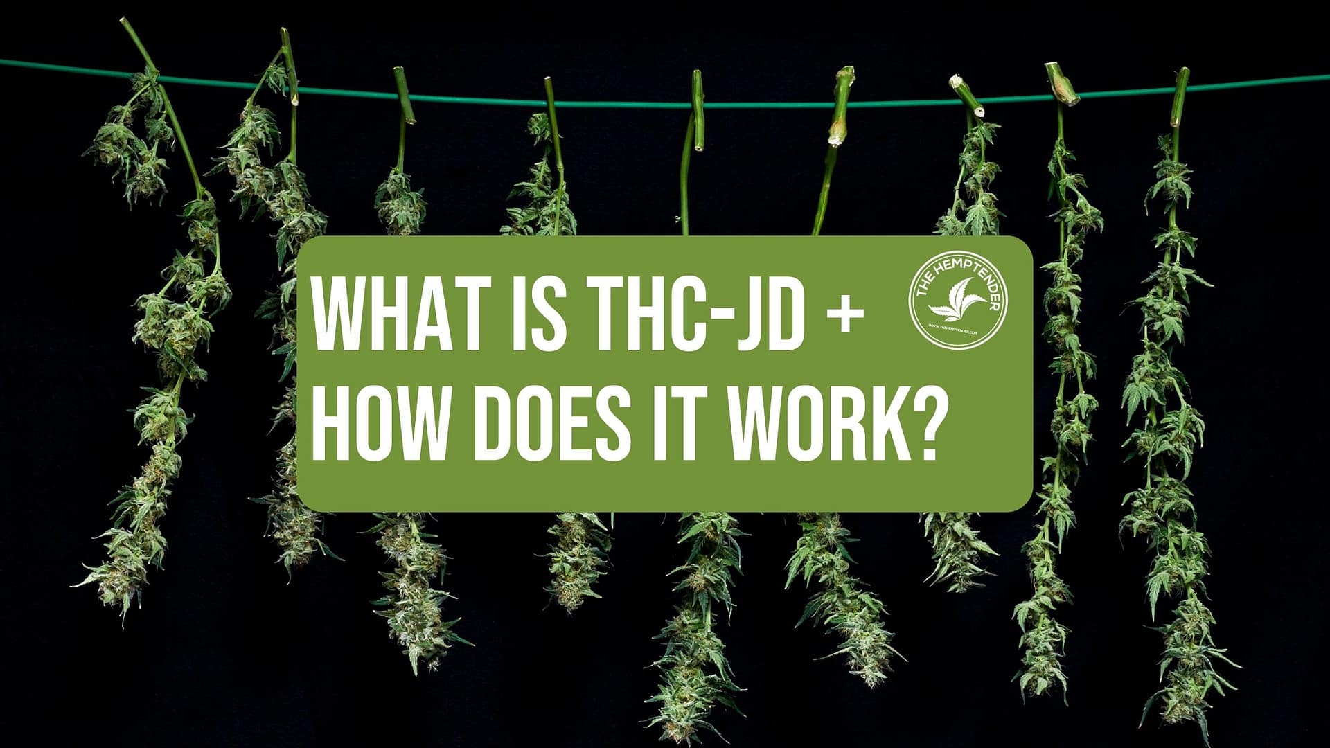 hanging hemp branches on black background with a blog overlay reading What Is THC-JD and How Does It Work?