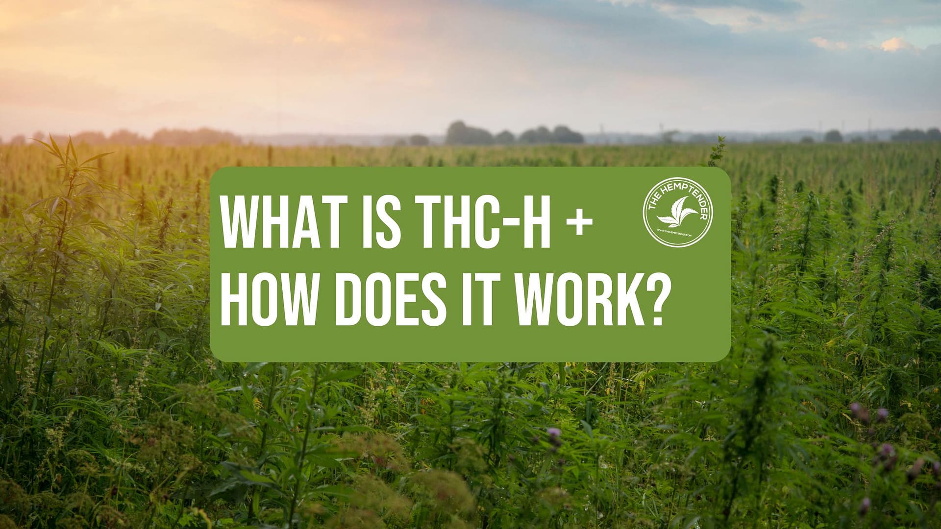 Hemp field with text that reads what is THC-H and how does it work