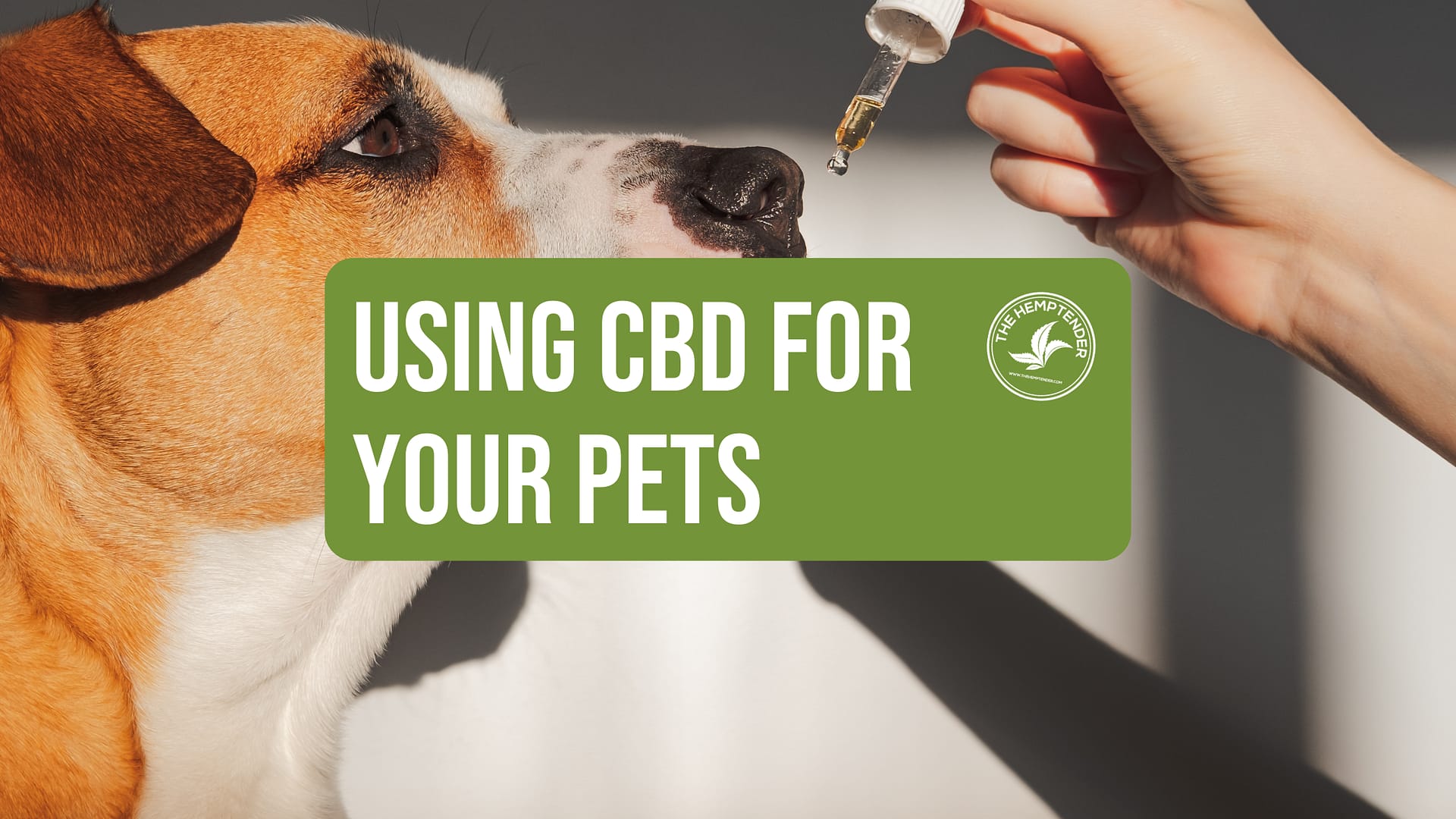 photo of a dog with cbd oil and text that reads using cbd for your pets