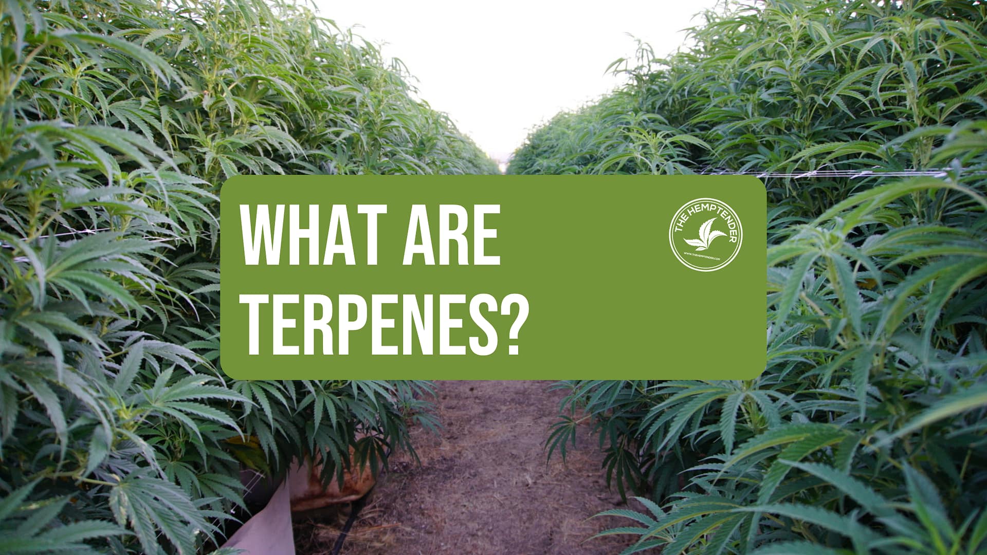 Learn more about the terpenes found in hemp