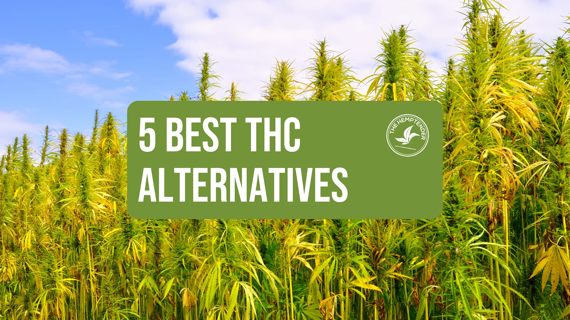 hemp field with hemptender logo and text that reads '5 best THC Alternatives'