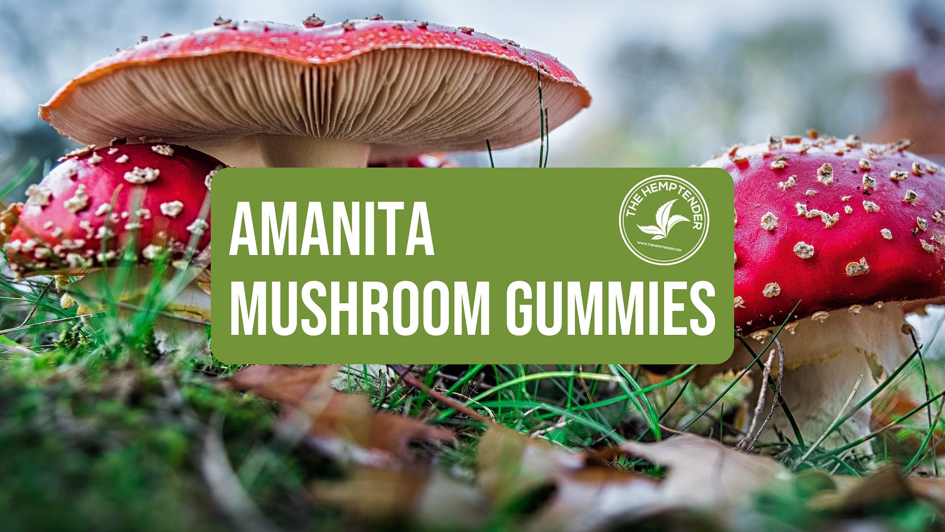 amanita mushroom gummies at the hemptender