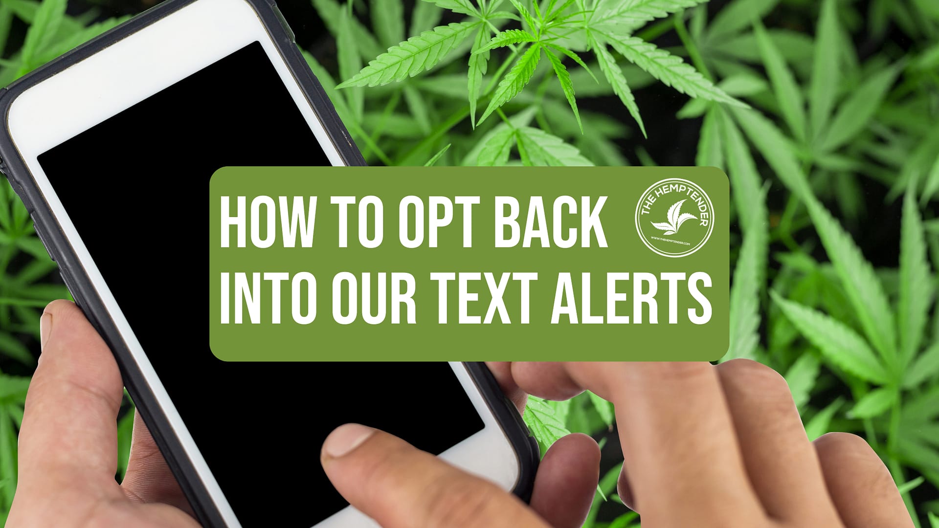 A picture of a phone and a pair of hands with cannabis in the background and text that reads "how to opt back into our text alerts"
