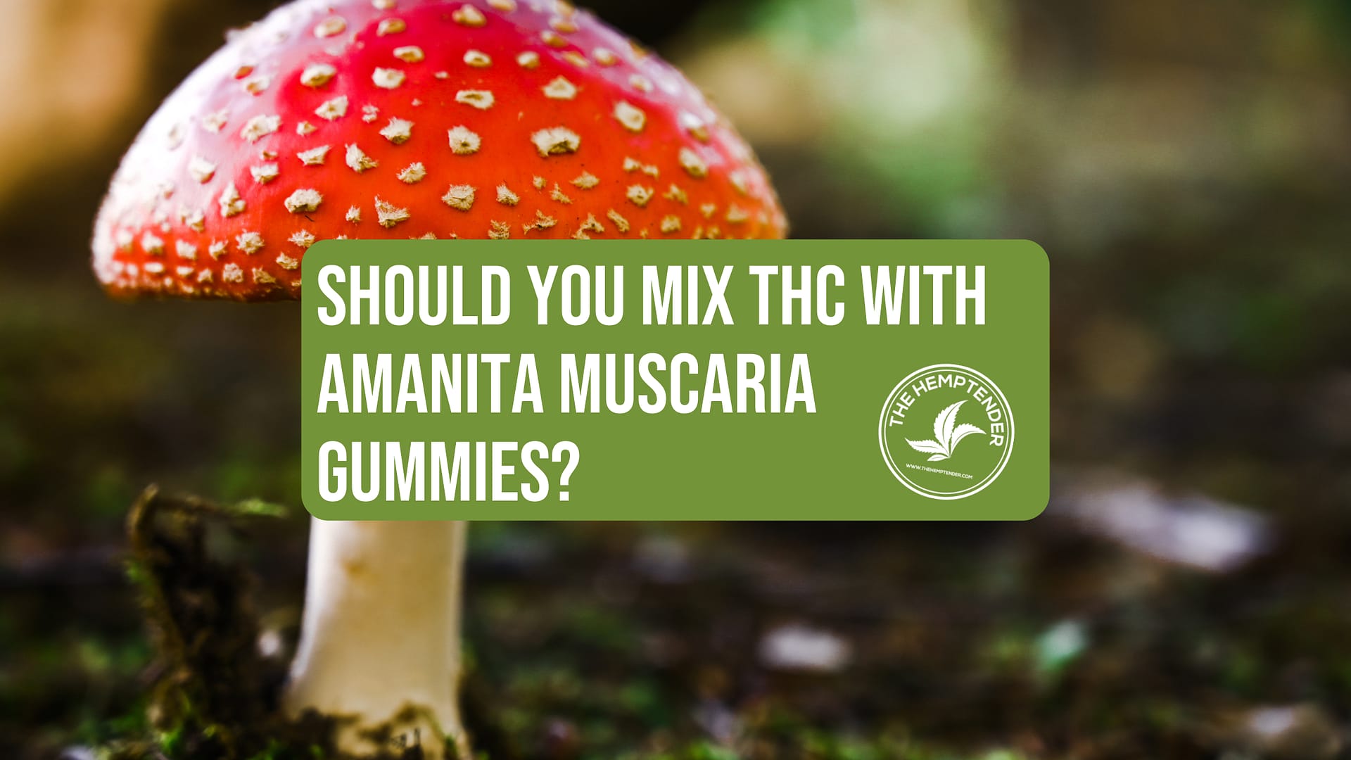 a close-up of a vibrant red Amanita muscaria mushroom with white spots, set against a blurred natural background. In the foreground, a green box contains the text "Should You Mix THC with Amanita Muscaria Gummies?" along with The Hemptender logo in white.